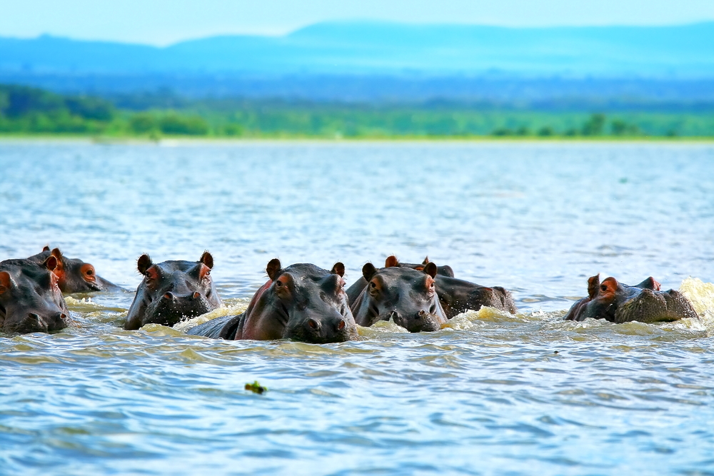 Family of Hippos in Lake