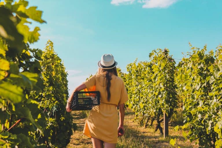 Woman in yellow dress walking in a vineyard with her back to the camera