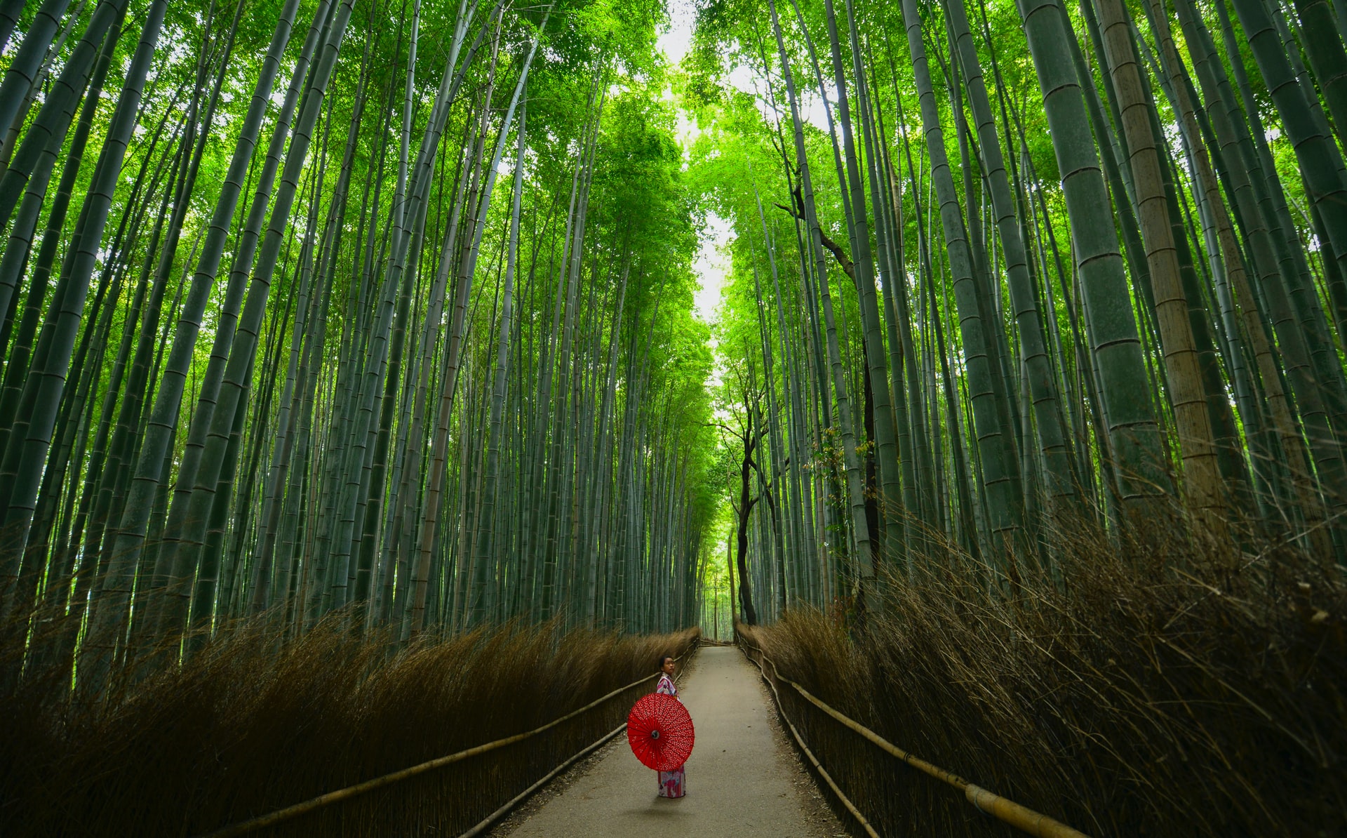 Female wearing traditional Japanese outfit with a red umbrella in the bamboo forest of Arashiyama in Kyoto