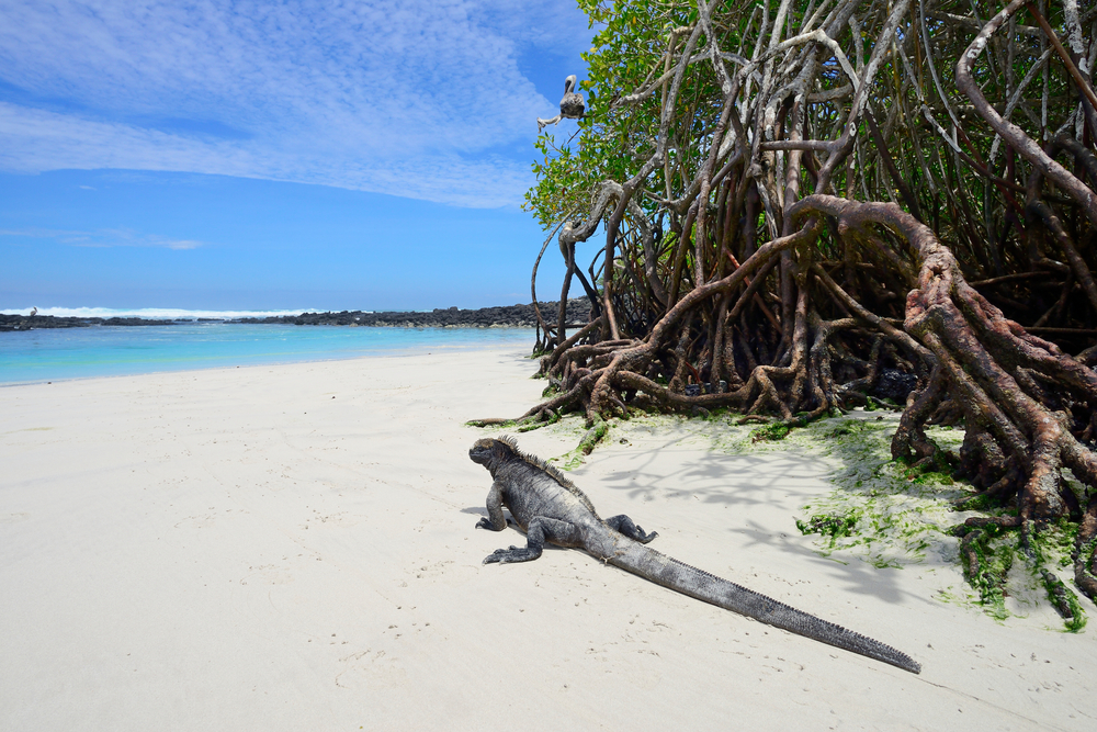 Marine Iguana on the beach