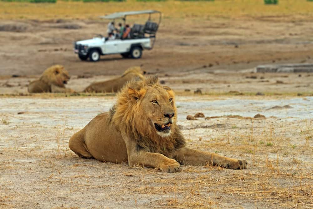 safari for solo female travelers