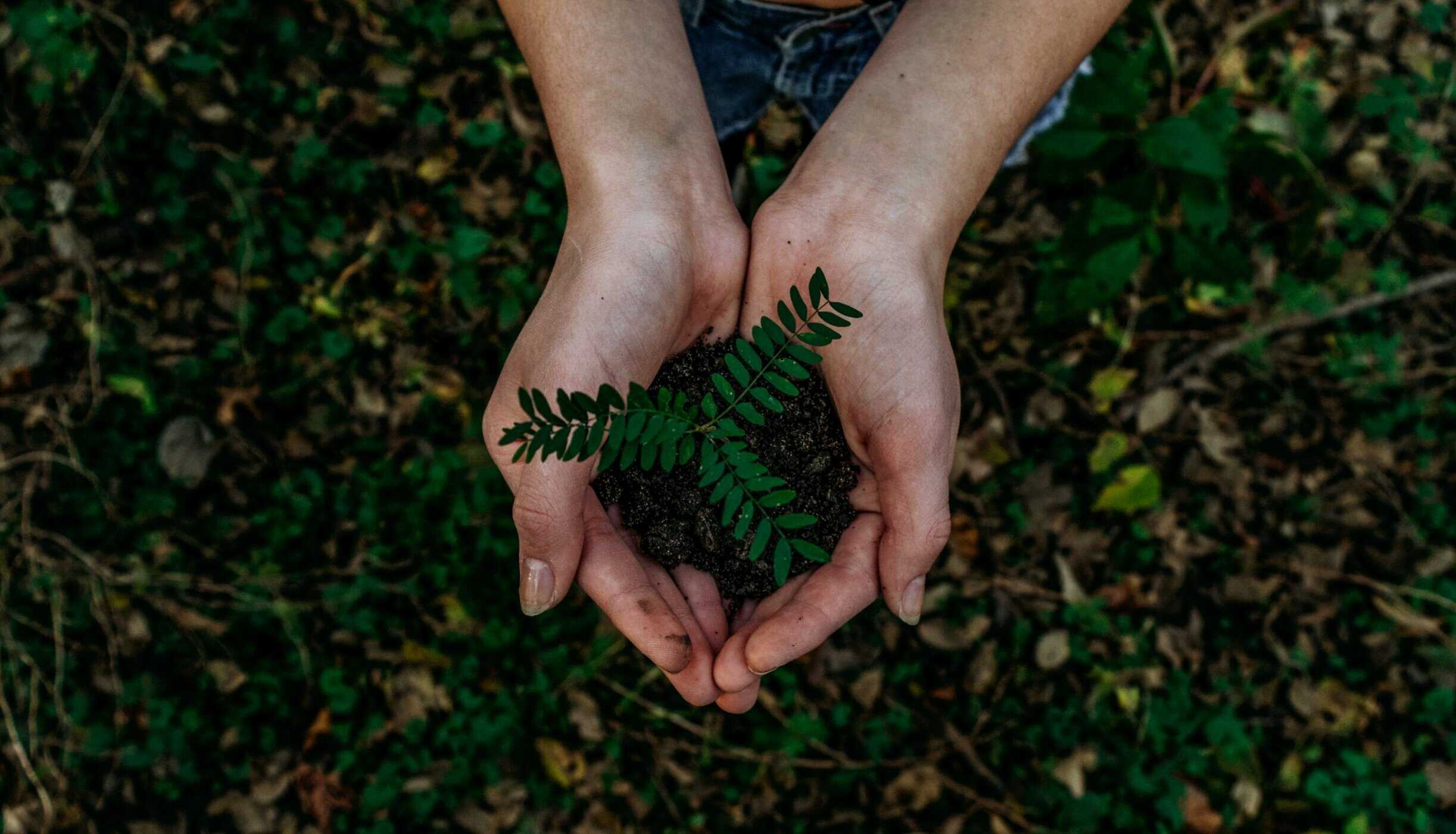 Hands holding plants