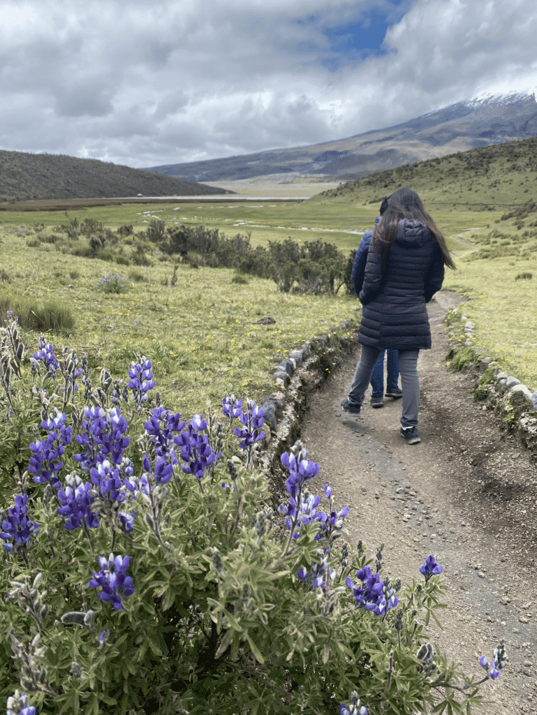 wildflowers cotopaxi ecuador