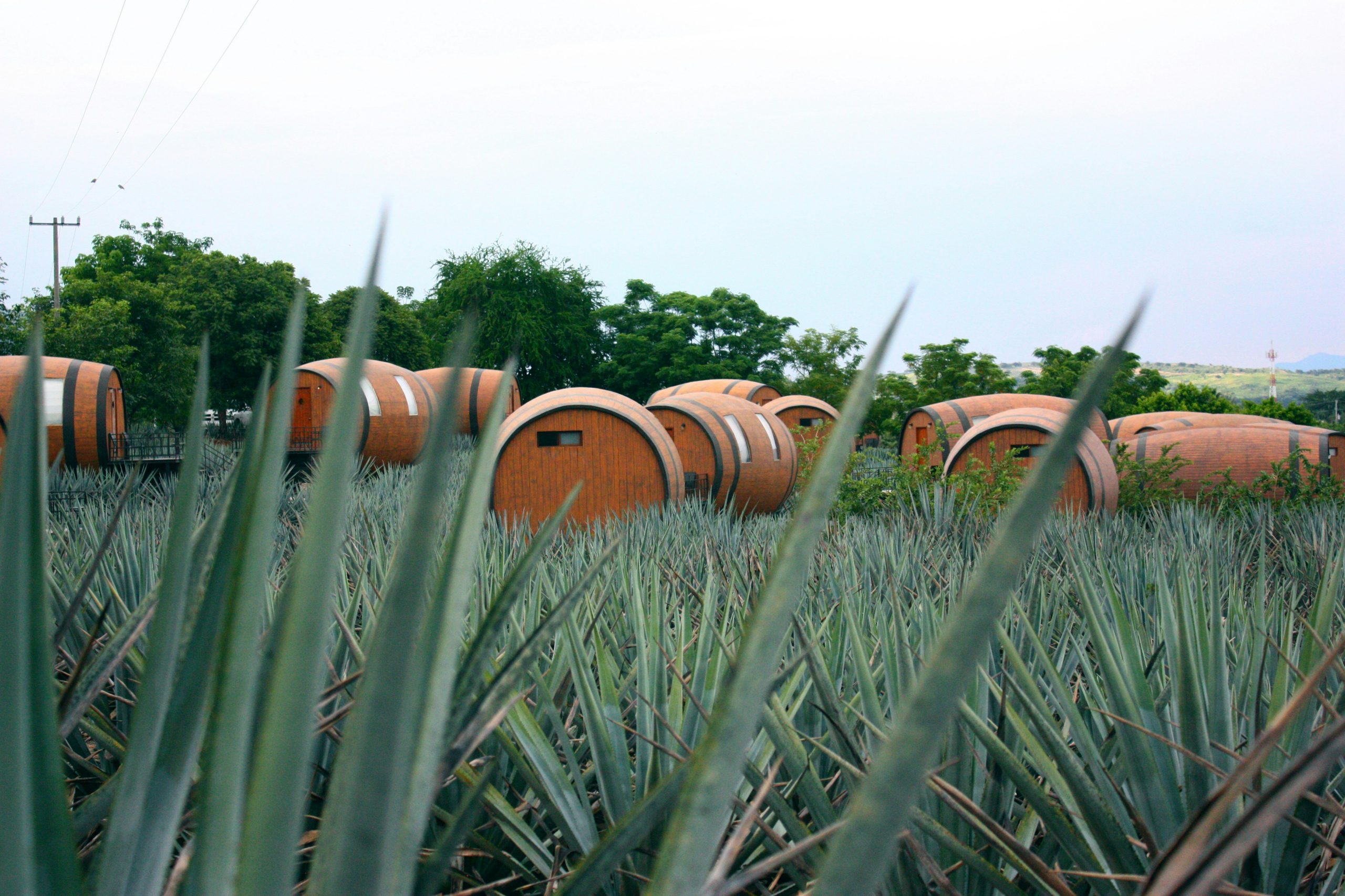 Tequila tasting in Mexico