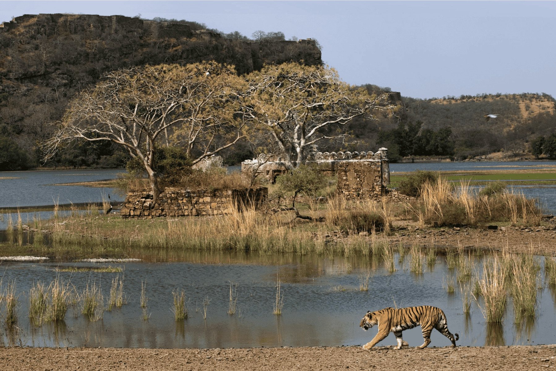 leopard village safari