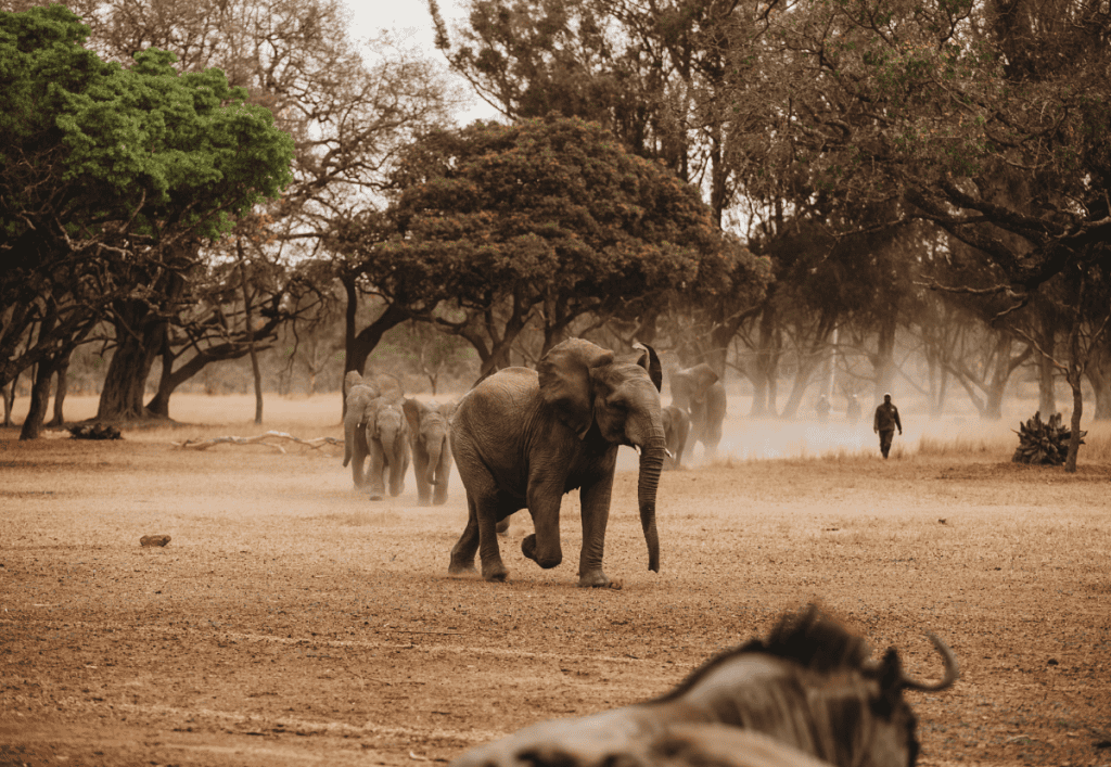 elepgants in serengeti Tanzania