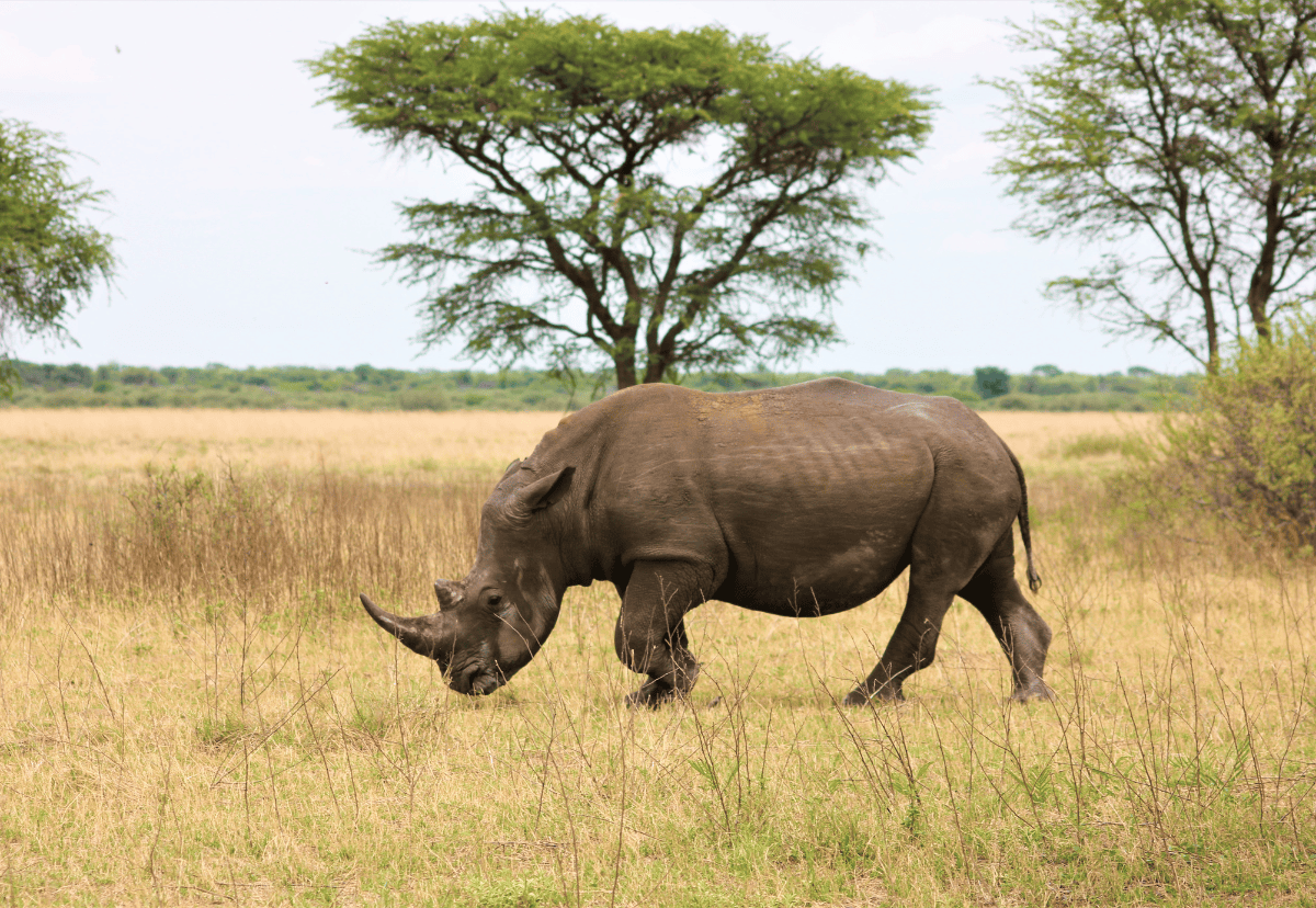rhino in Serengeti Tanzania