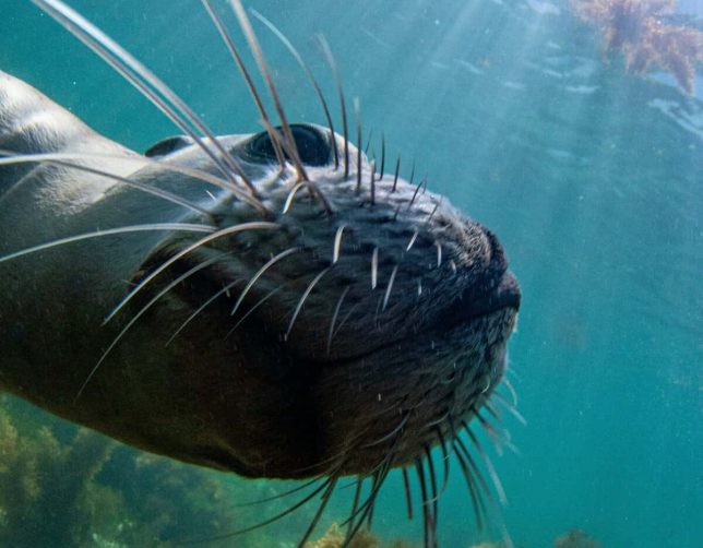 Baja Mexico sea lion 4