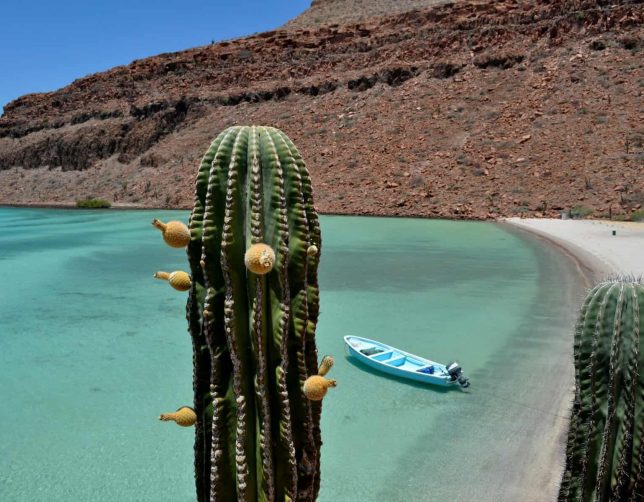Cactus and boats on the beach, Baja, Mexico