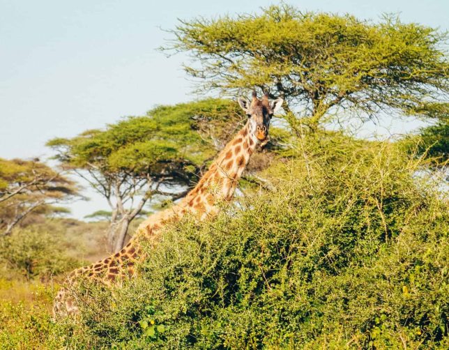 kenya solo female tour