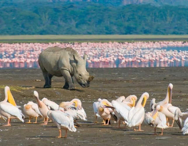 Lake Nakuru National Park