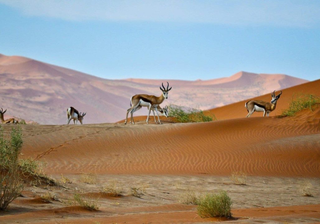 Namibia_TopSafestPlacesToVisitInAfrica_SoFe Namibia_TopSafestPlacesToVisitInAfrica_SoFe