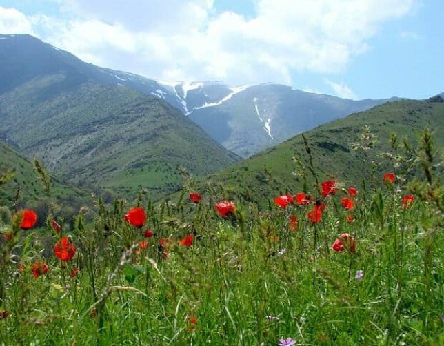 Wildflowers women-only tour Uzbekistan. Nuratau Mountains