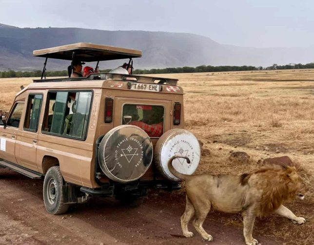 SoFe Serengeti Game Drive