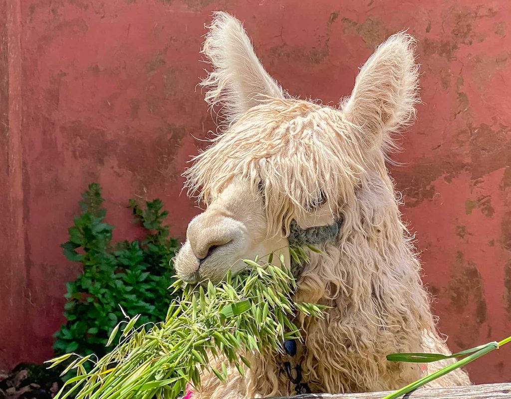 SoFe Travel Peru Tour April 2022-2