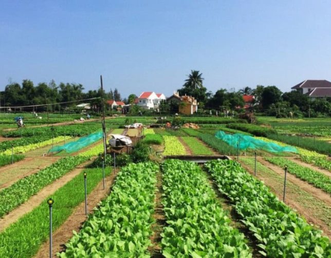SoFe Travel - Tra Que Village Vietnam