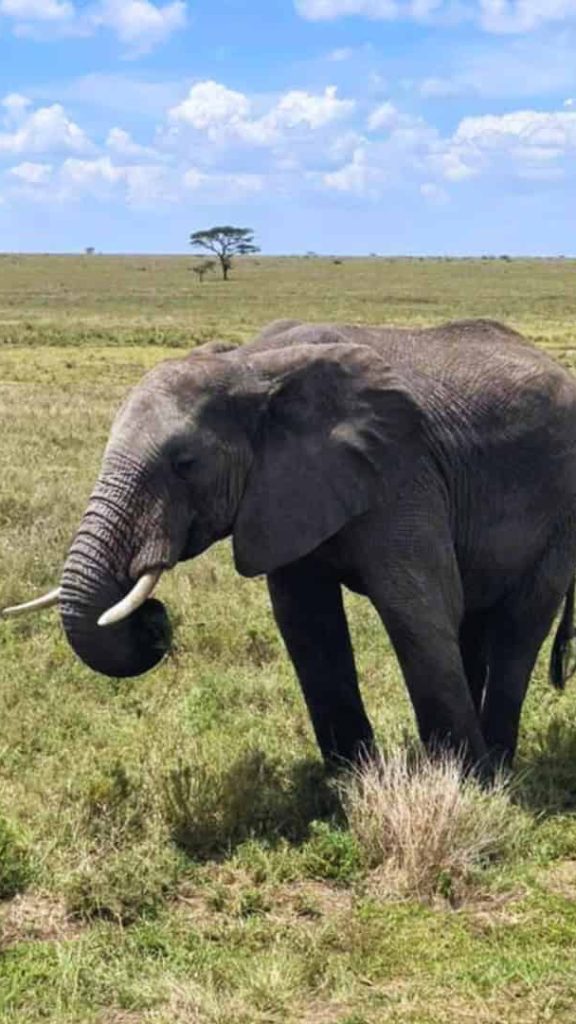 SoFe at Serengeti, Tanzania