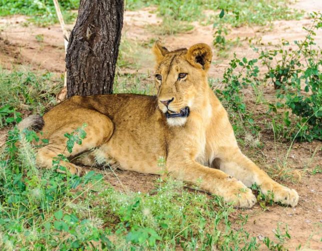 Tarangire National park (1)