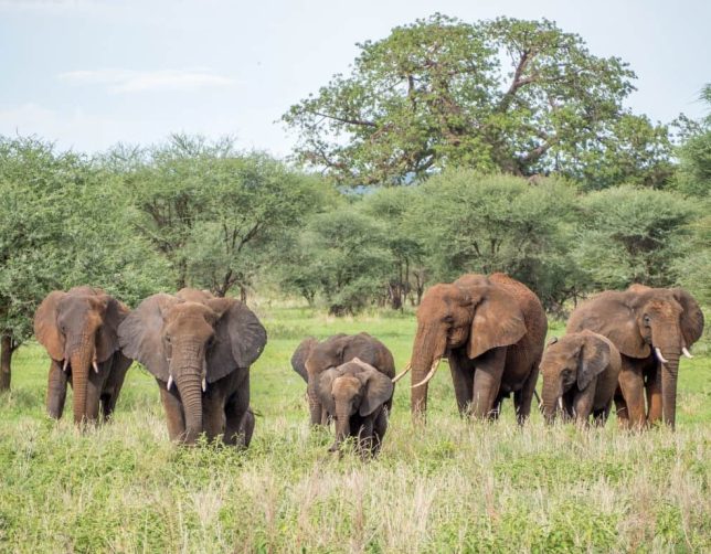Tarangire National park