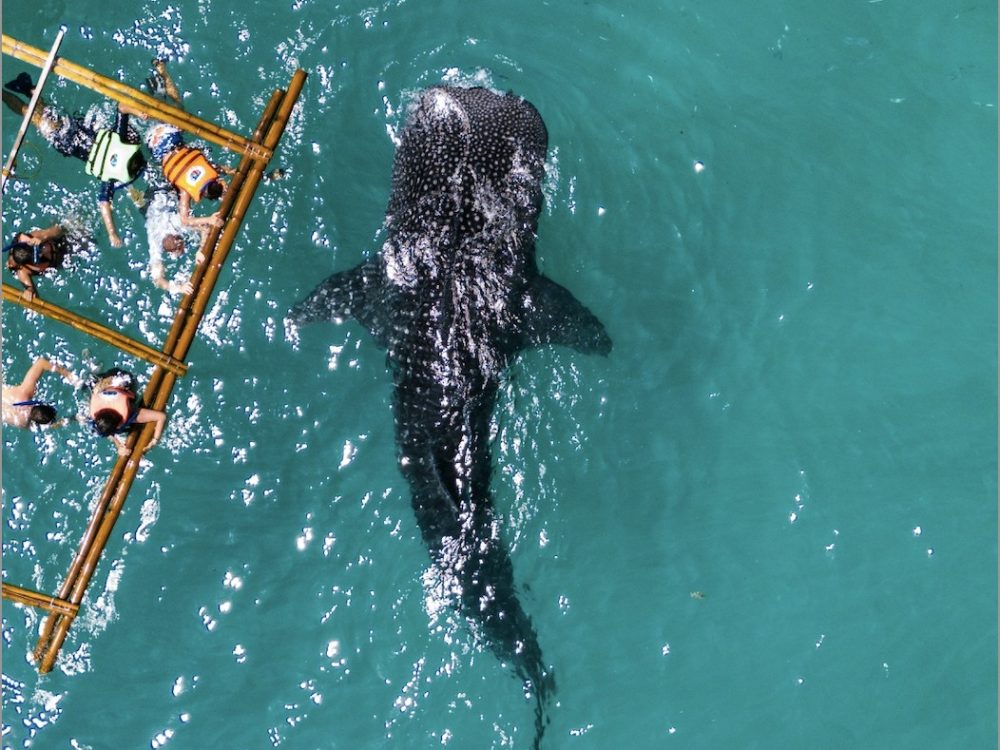Whale Shark Baja Women-Only Tour
