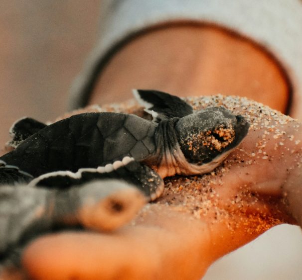 baby turtles, Baja Mexico