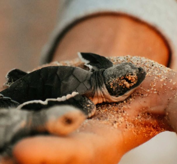 baby turtles, Baja Mexico