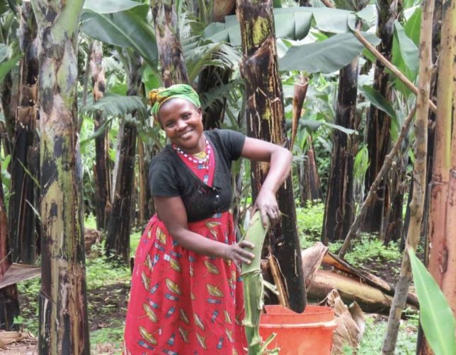 banana gin making Uganda