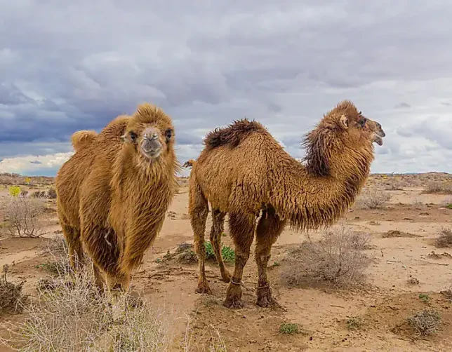 Women-only tour to Uzbekistan. Camels in the desert.