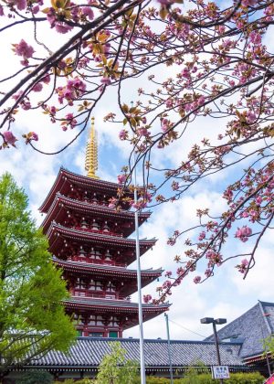 chery blossoms in japan temple