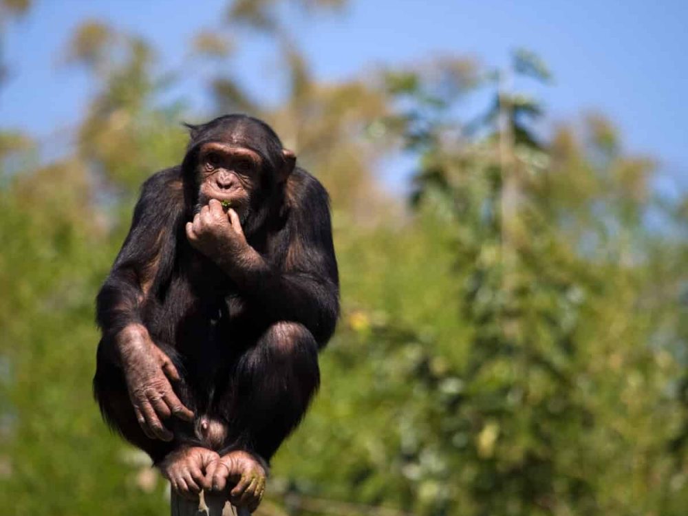 women only tour to Uganda chimpanzee tracking