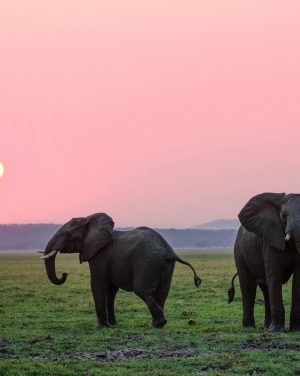 elephants in Uganda, the elephant hub