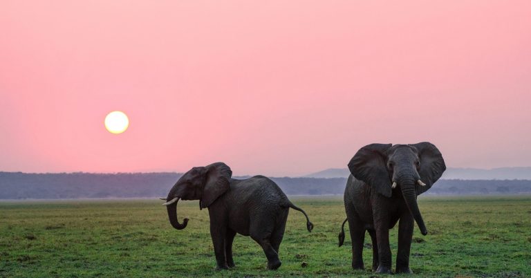 elephants in Uganda, the elephant hub