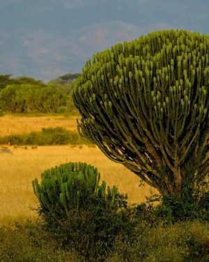 francesco-ungaro-8LOp69ILKF8-unsplash