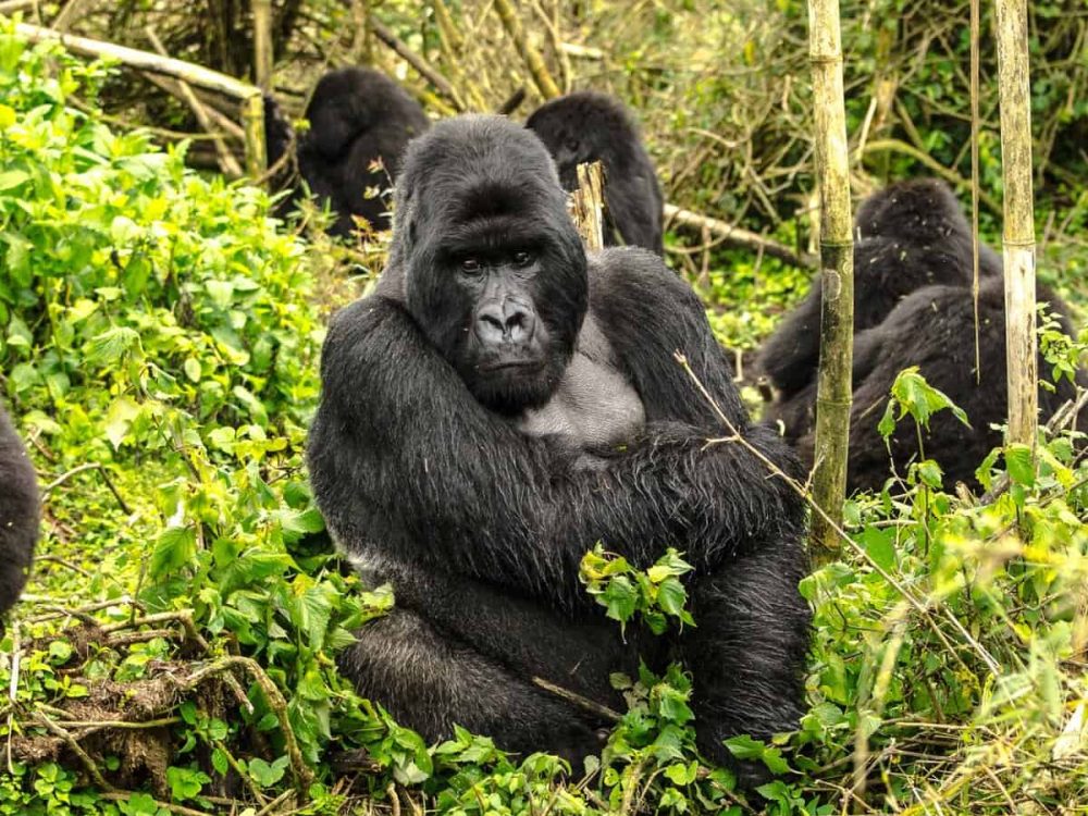 gorilla tracking in Uganda on women only tour