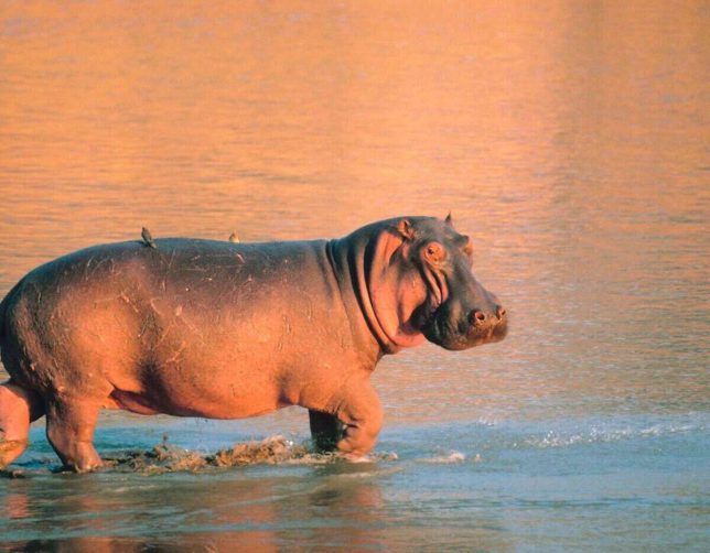 hippo by uganda lake