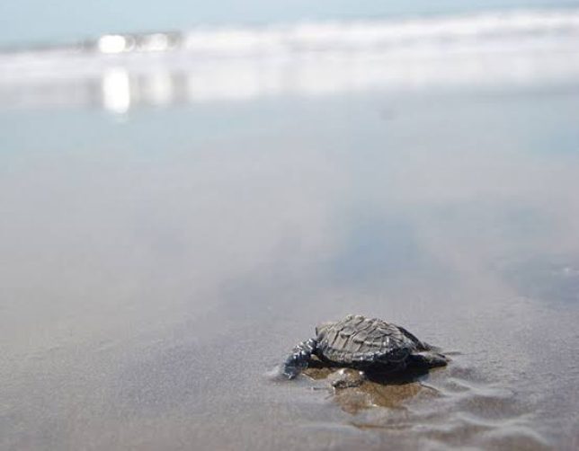 images-6