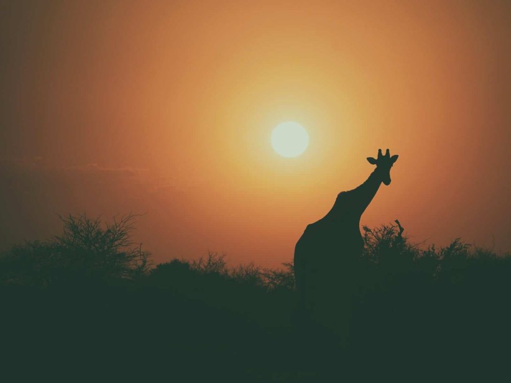 Solo Female Tour Kenya