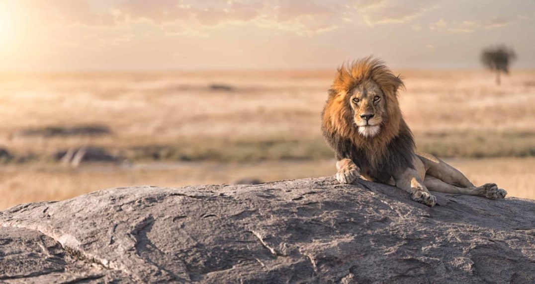 lion in Kenya on women only tour