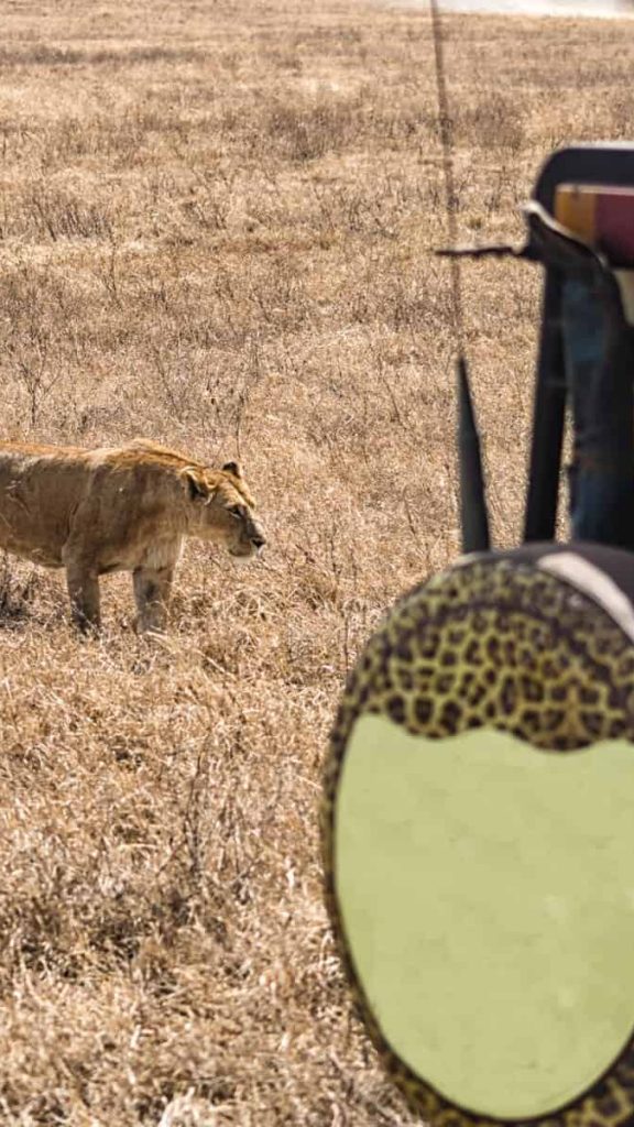 lion tracking uganda