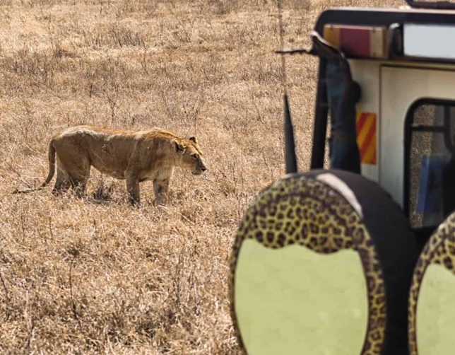 lion tracking uganda