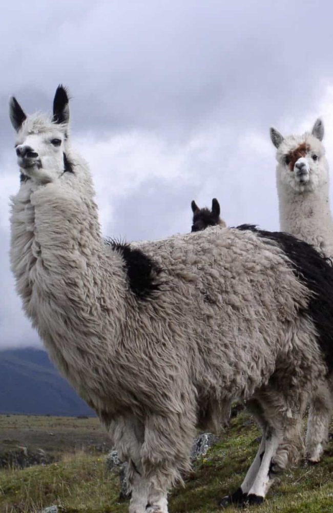 Llamas walking at Cotopaxi National Park on women-only tour to Ecuador.