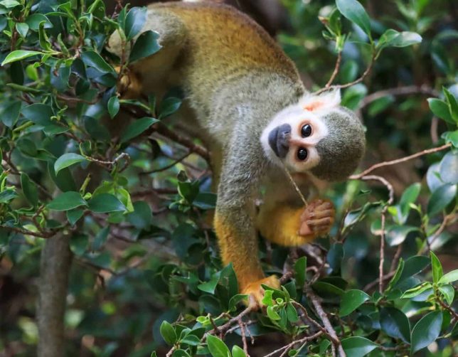 monkey in amazon ecuador