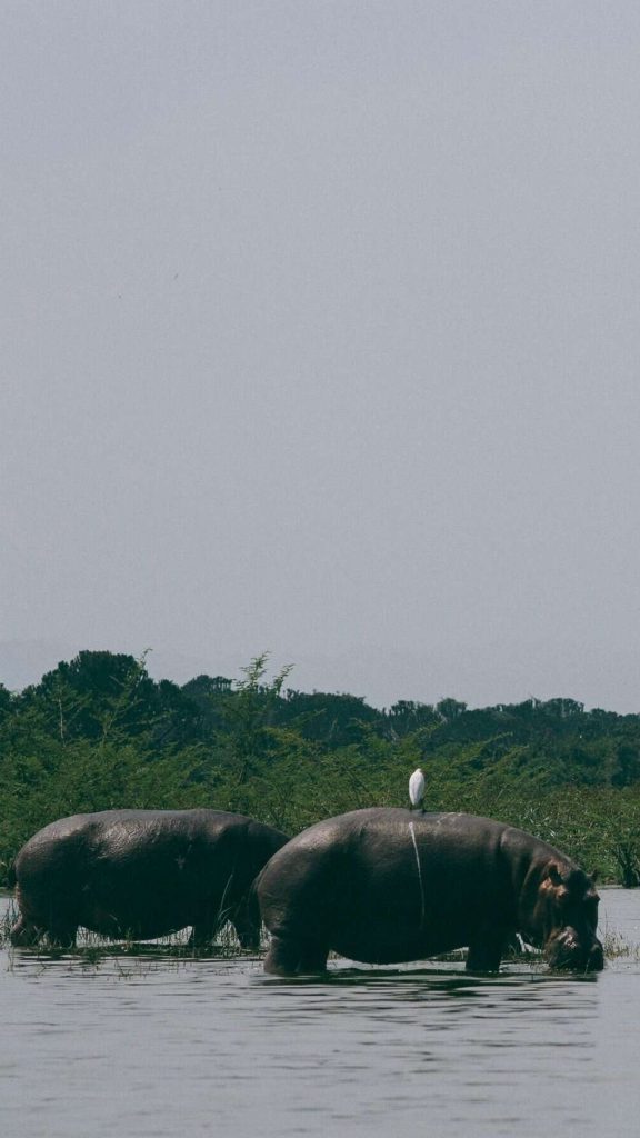 rhinos uganda