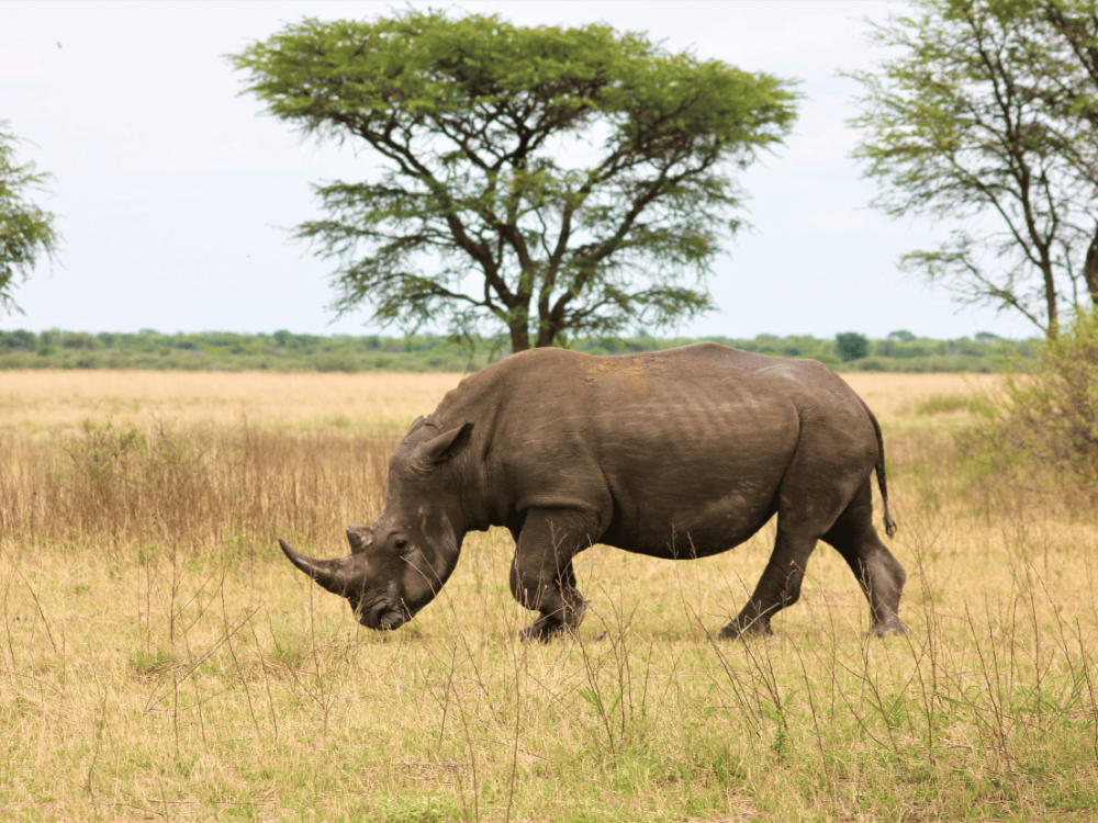 rhino in Serengeti Tanzania