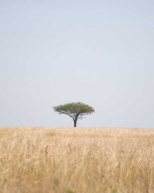 sam-balye-wt2i5iHsUwI-unsplash