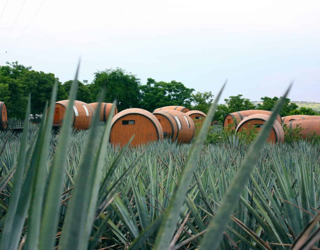 Tequila tasting in Mexico