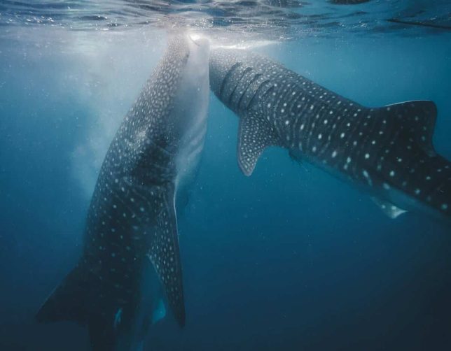 two whale sharks, Baja California, Mexico, women-only tour