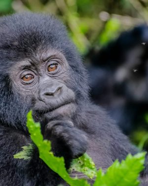 uganda gorilla highlights